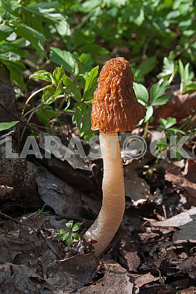 Common morel fungus (Morchella esculenta)