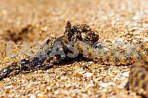 Water snake