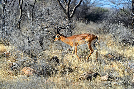 Impala gazelle