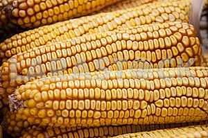 Maize