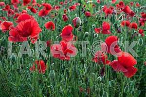 Field with blooming poppies