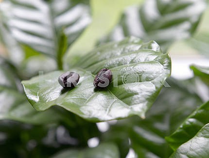 Coffee beans in coffee leaves