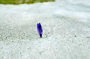 Crocus