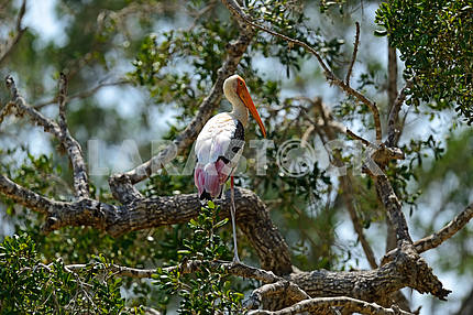 Yellow-billed Stork in the wild