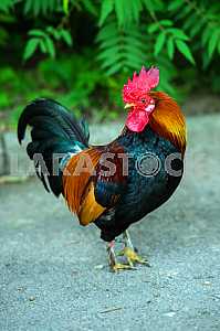 rooster