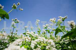 Buckwheat