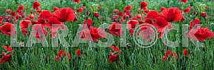 FIELD WITH BLOOMING POPPIES
