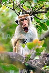 Macaca in Sri Lanka
