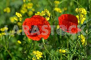 Poppy
