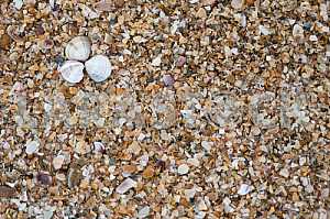 Shells on the shore