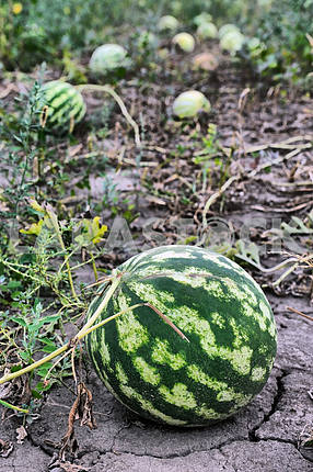 Ripe watermelons on the plantation