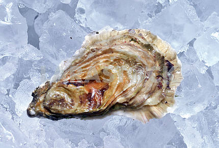 closed oyster on ice