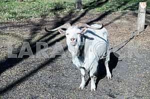 The goat stands and looks squinting