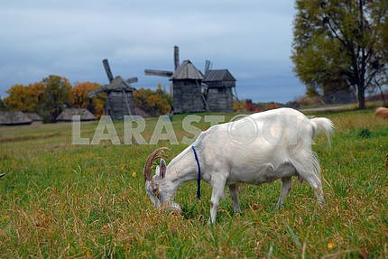 Goats are grazed on a meadow against mills