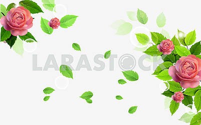 White background with several large pink roses and green leaves.