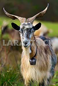 Herd of sheep on a mountain pasture