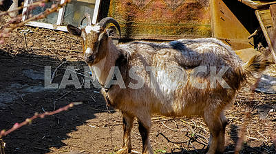 Lovely gray domestic goat