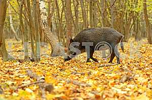 Wild boar in the forest
