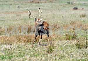 Spotted deer