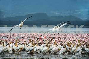 Стая птиц в воде. Озеро Баринго, Кения
