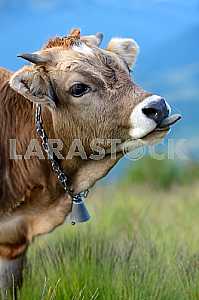 Carpathian cow