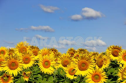 Sunflowers on an early morning in a field