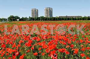 Rivne