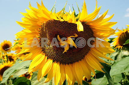 Sunflower, close-up bee on sunflower