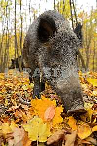 Wild pig