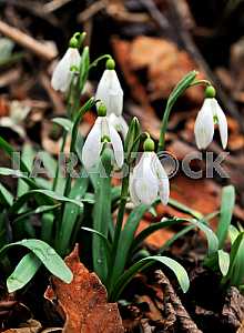 Snowdrops