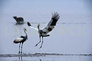 Animals and Nature