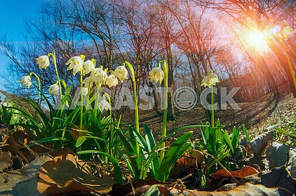 Snowdrops - spring flowers