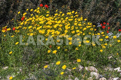 Flowers in Cyprus