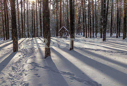 Winter in the park Pusha Voditsa