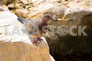 Малая горлица(Streptopelia senegalensis) на камне