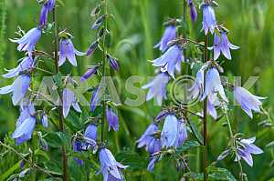 Campanula persicifolia