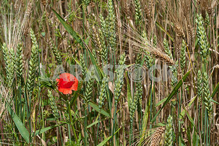 Красный мак в поле зеленой пшеницы и ржи