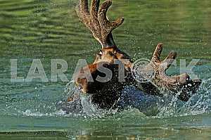 Elk Forest