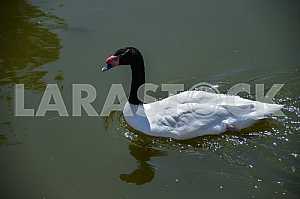 White swan with black neck