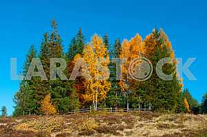 Colorful autumn landscape in the mountains.