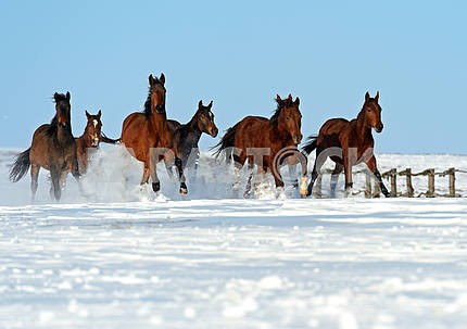 Стадо лошадей , работающих на снежном поле