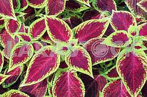 Decorative nettle