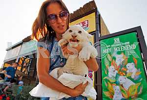 White lion cubs