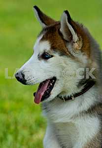 Husky