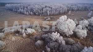 Trees in hoarfrost