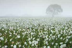 Narcissus Valley