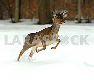 Deer