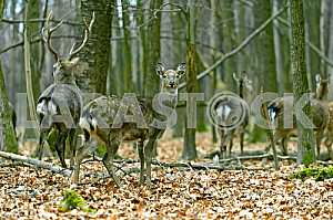 Spotted deer