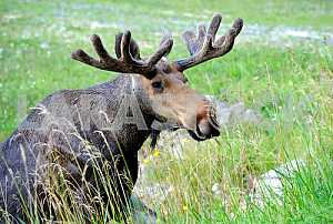 Elk eating grass
