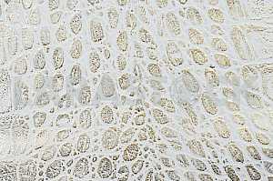Wood texture with natural pattern